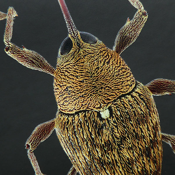 Acorn Weevil Notebook