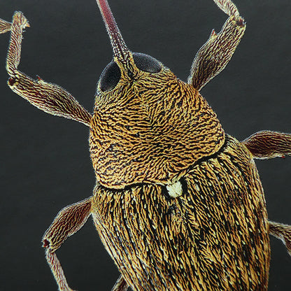 Acorn Weevil Notebook