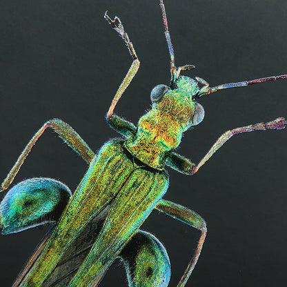 Oedemera nobilis Notebook