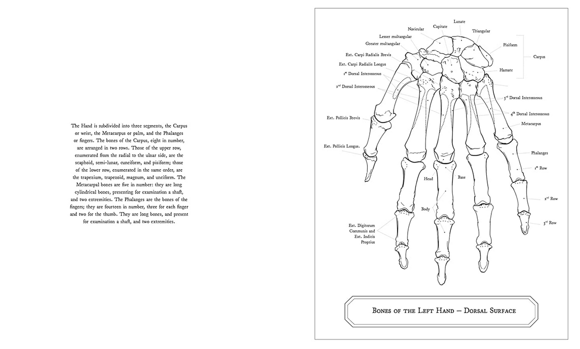 Gray's Anatomy Colouring Book