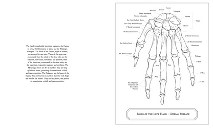 Gray's Anatomy Colouring Book