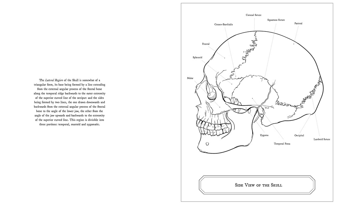 Gray's Anatomy Colouring Book