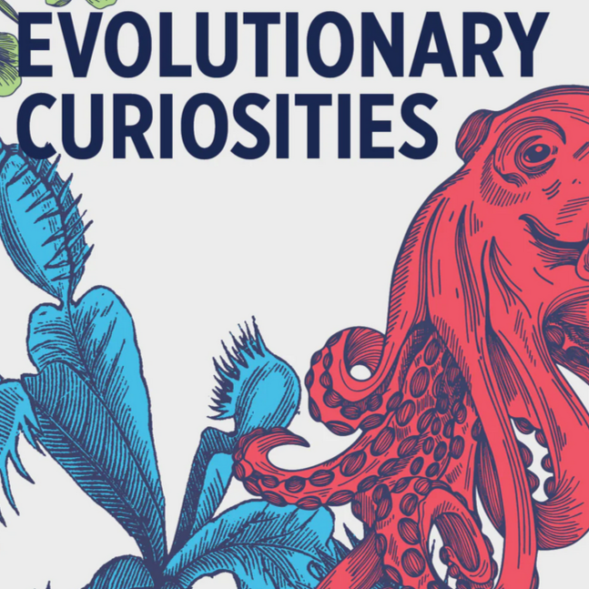 Evolutionary Curiosities