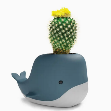 Whale Desktop Organiser