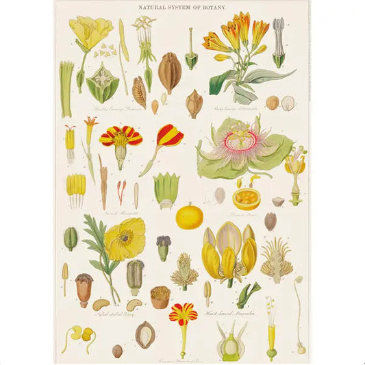 Botany Wrapping Paper