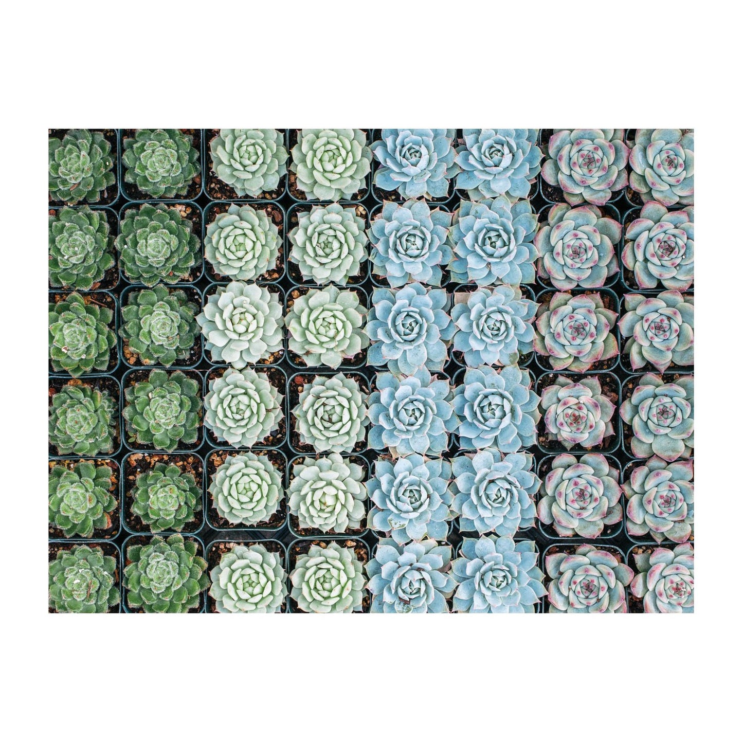 Succulent Garden 2-sided 500pc Puzzle