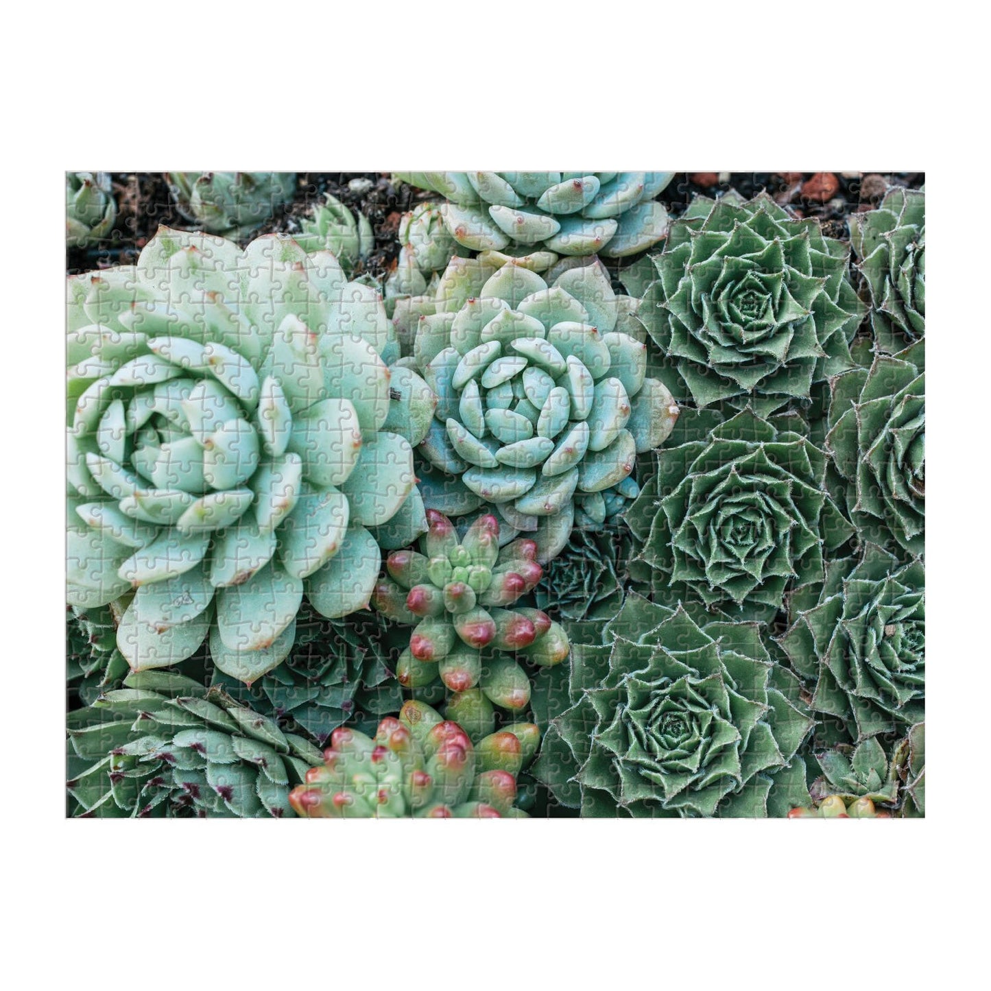 Succulent Garden 2-sided 500pc Puzzle