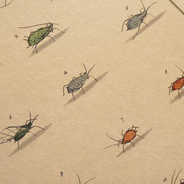 Aphids A5 Kraft Notebook