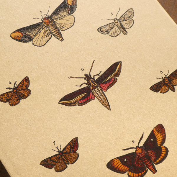 Moths A5 Kraft Notebook