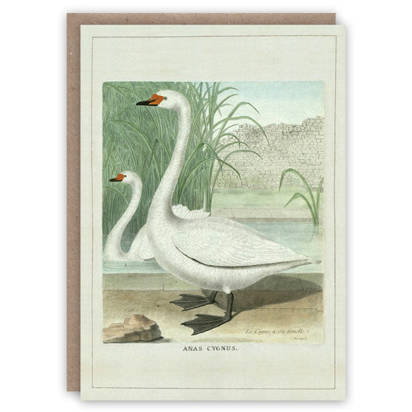 Swans Card