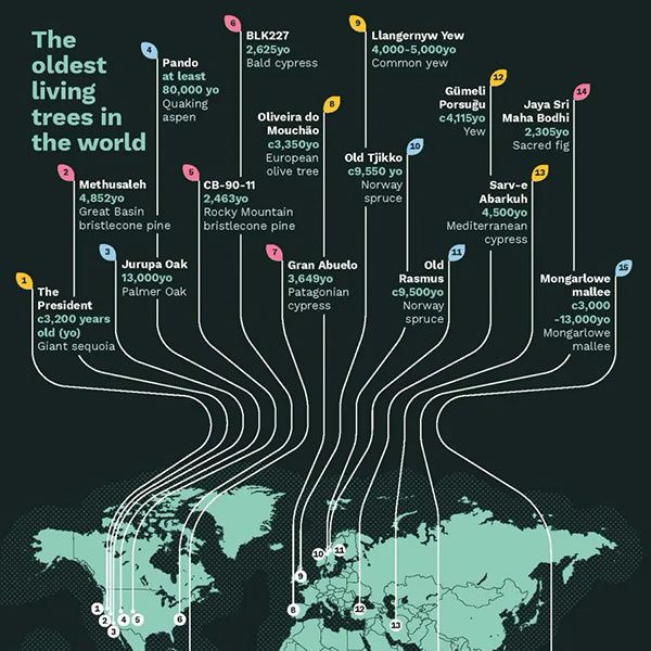 Wild Maps: A Nature Atlas for Curious Minds