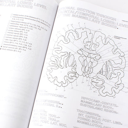 Human Brain Colouring Book