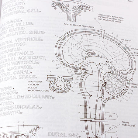 Human Brain Colouring Book