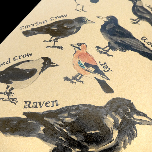 Crow Explainer Notebook