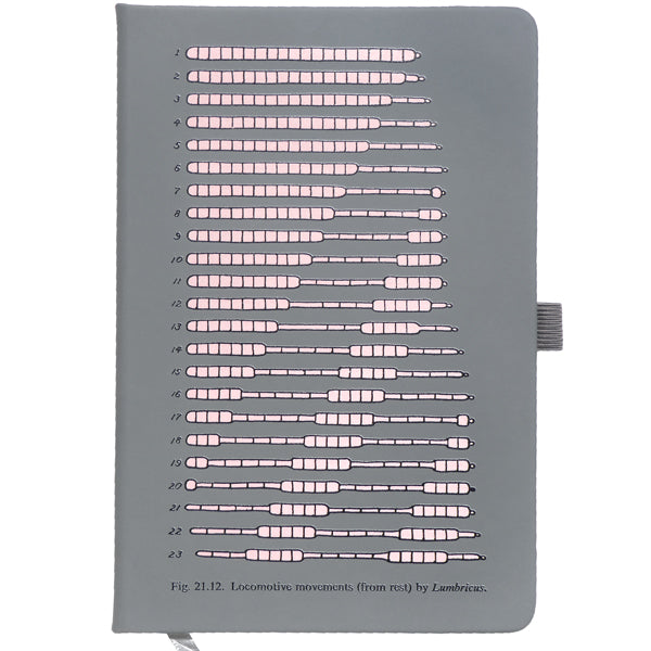 Worm Locomotion Diagram Notebook