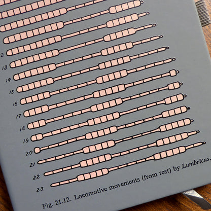 Worm Locomotion Diagram Notebook