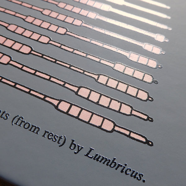 Worm Locomotion Diagram Notebook